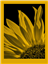 fomapastel_mg_view_14-1_yellow_photo_m