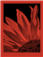 fomapastel_mg_view_14-4_red_photo_m